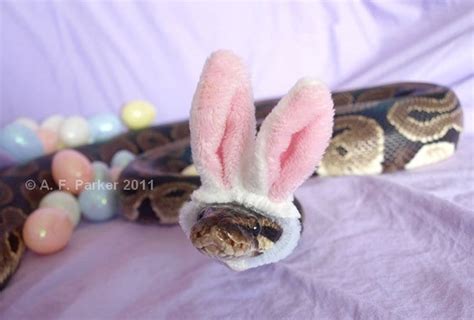 These Snakes Wearing Hats Will Make You Smile