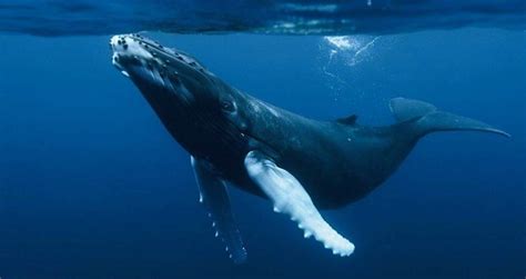 Humpback Whales: Characteristics, customs and much more