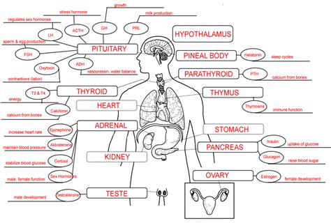 Endocrine System Concept Map | World Map 07