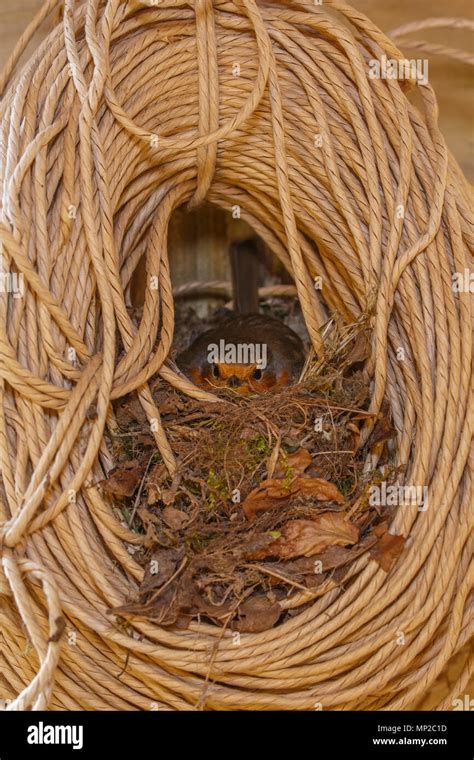 Robin nest uk hi-res stock photography and images - Alamy