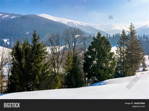 Spruce Forest On Snow Image & Photo (Free Trial) | Bigstock