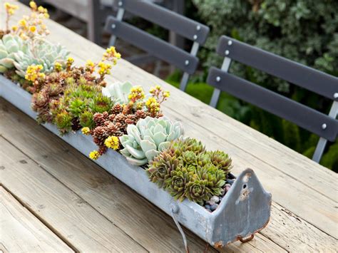 8 Foolproof Ways to Keep Your Succulents Alive - Sunset Magazine