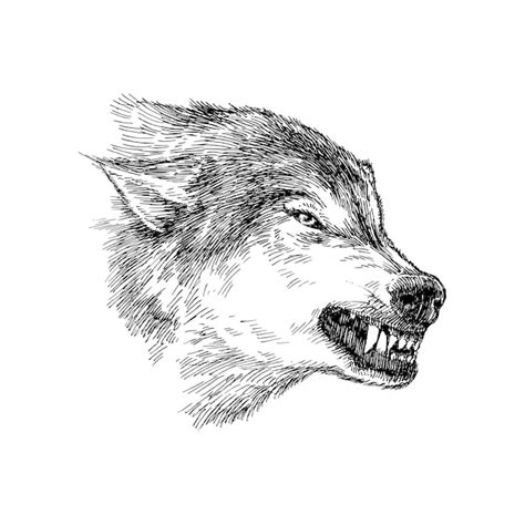 Premium Vector | Hand Drawn Illustration of Scary Wolf