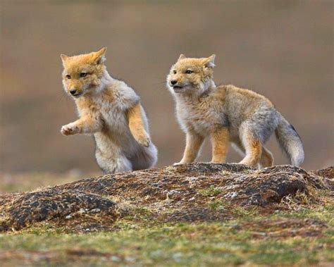 Tibetan Fox Cubs | Animaux extraordinaires, Animaux, Canidés