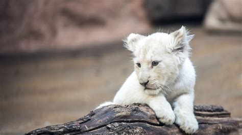 White Lion Cubs Wallpapers - Top Free White Lion Cubs Backgrounds ...