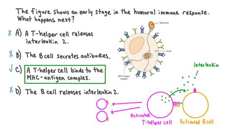 Question Video: Summarizing the Process of the Humoral Immune Response | Nagwa