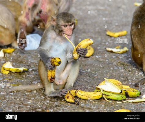 Two Monkeys Eating Bananas