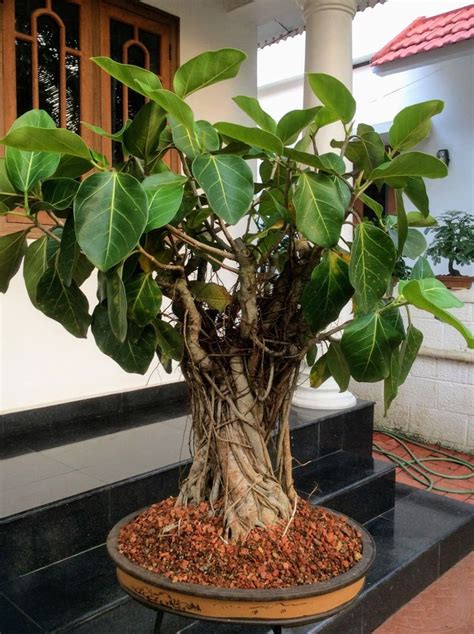 The Ficus benghalensis ( Banyan tree ) bonsai. | Banyan tree bonsai, Bonsai ficus, Bonsai tree