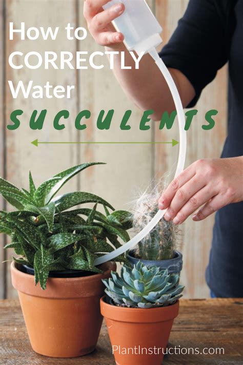 How to Water Succulents the Correct Way in 2020 | How to water succulents, Suculent plants, Plants