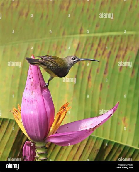 The little spiderhunter is a species of long-billed nectar-feeding bird ...