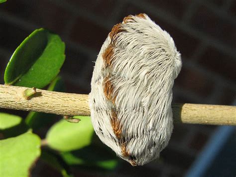 Southern Flannel Moth – Caterpillar to Moth – DFW Urban Wildlife