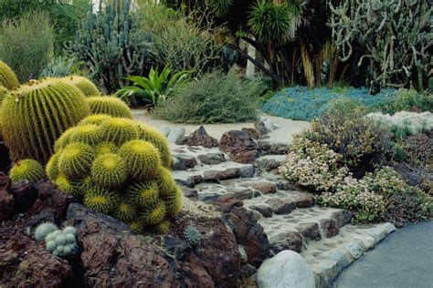 The Best Types of Cactus to Grow in Your Garden