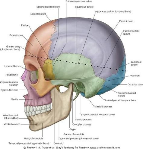 Occipital bone | Anatomi, Tengkorak