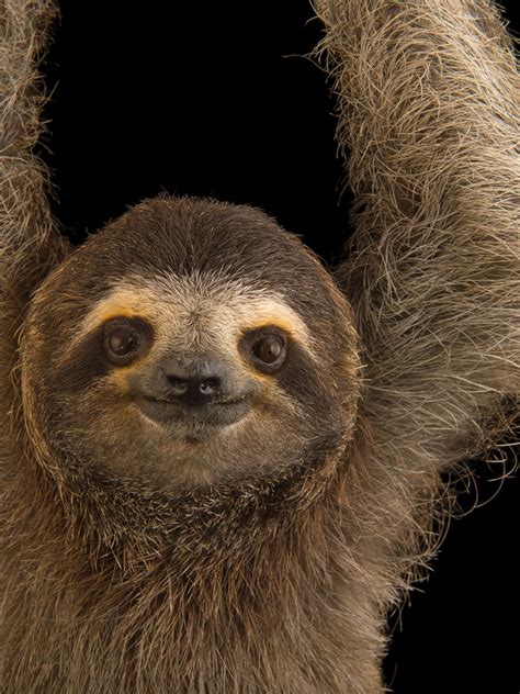 Pygmy Sloth