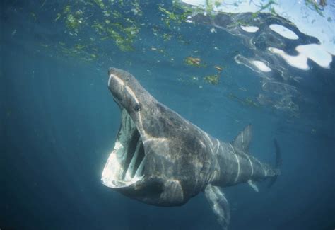 Basking Shark sightings | Tehidy Holiday Park | Tehidy Holiday Park