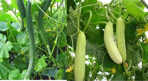 Oriental Asian Long Tender Cucumber Seeds White / Green Japanese Chinese Tianjin - Seeds & Bulbs