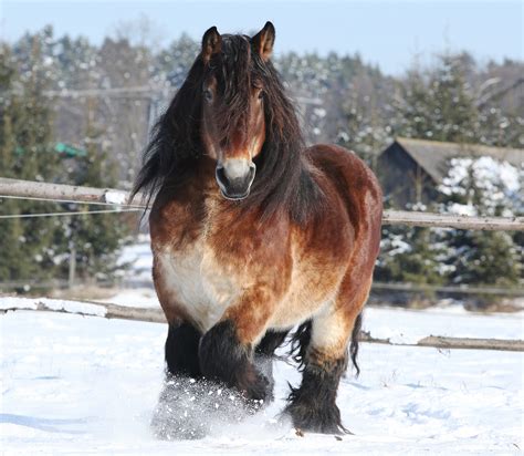 Belgian Horse Breed