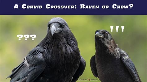 Crow vs Raven | Learn to Identify the American Crow and the Common Raven - YouTube