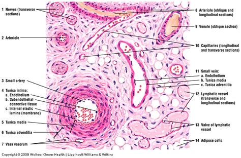 Pin on Histology - Vascular