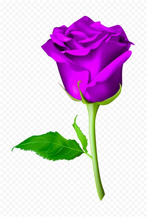 HD PNG Purple Flower Rose With Green Leaf Illustration | Citypng