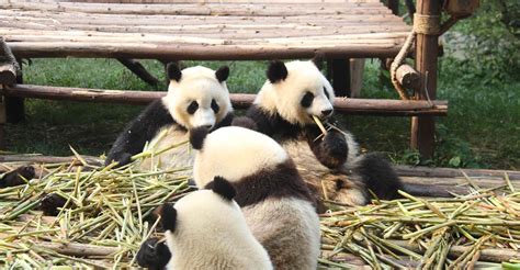 Chengdu Giant Panda Breeding Research Base Ticket - SuiteTrails