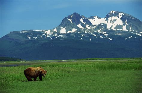 Alaskan Wildlife and Wilderness | The Great Canadian Travel Co.