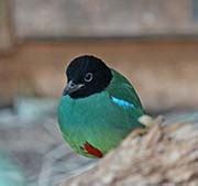 Pictures and information on Hooded Pitta