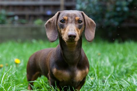 Dachshund Breed Information and Photos | ThriftyFun