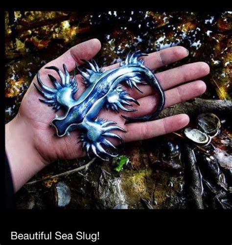 Glaucus Atlanticus :3 | Places to Visit | Pinterest | Glaucus atlanticus