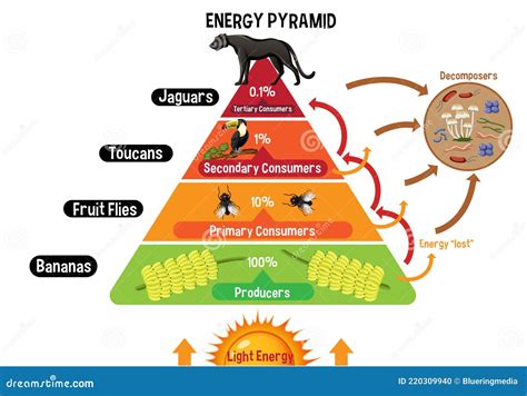 Diagram Showing Energy Pyramid for Education Stock Vector ...