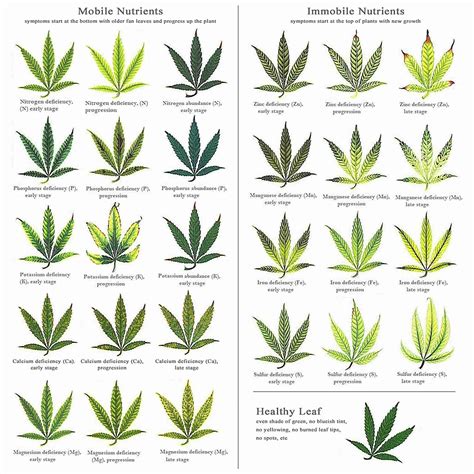 Nutrient Knowledge: Marijuana Plant Nutrient Deficiency & Excess Chart