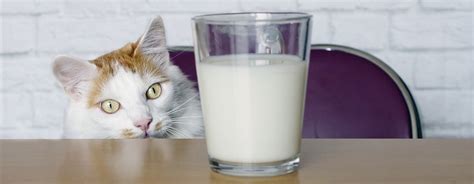 What Do Cats Drink & Is Milk Bad for Cats? | Purina