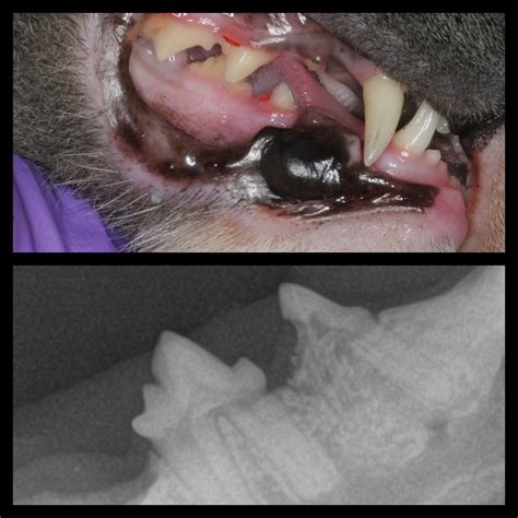 tooth resorption cats symptoms - Krystyna Covington