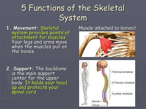 PPT - Skeletal System PowerPoint Presentation - ID:597183