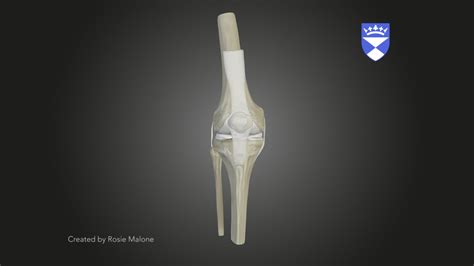 Knee Anatomy Model - 3D model by University of Dundee, CAHID (@anatomy ...