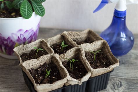 When to Start Seeds: Growing Your Own Plants From Seed