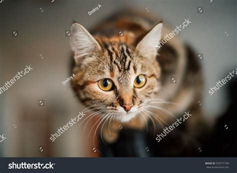 Funny Cat Big Eyes Close Portrait Stock Photo 533771758 | Shutterstock