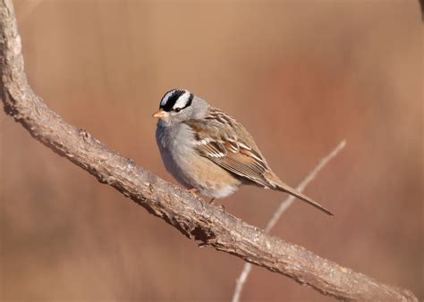 White-crowned Sparrow | Audubon Field Guide