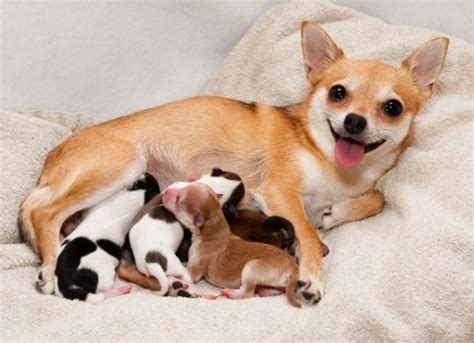 Here’s A Quick Way To Solve A Tips About How To Help Dog Birth ...