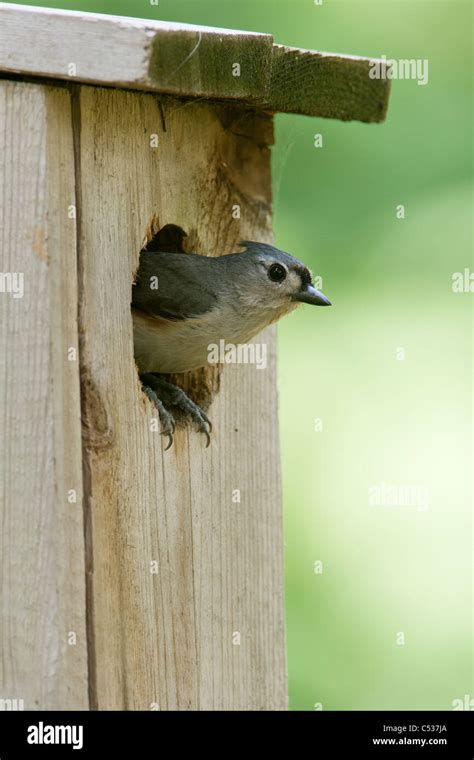 Tufted Titmouse peeking out of Nest Box - vertical Stock Photo - Alamy