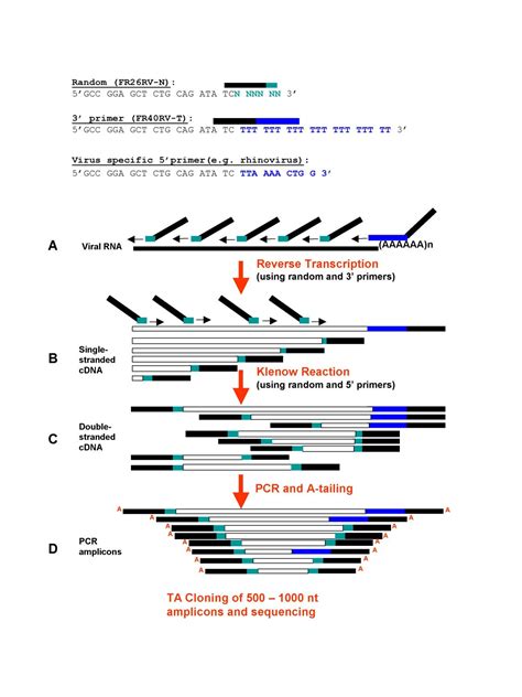 Viral genome sequencing by random priming methods | BMC Genomics | Full Text