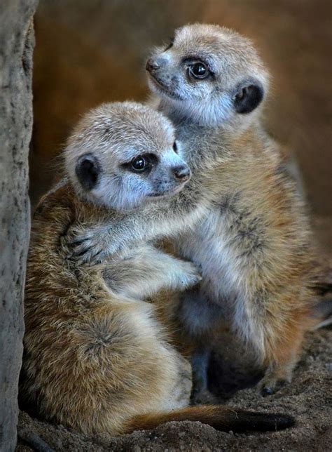 Two meerkat pups dance their way into the new year at the San Diego Zoo Cute Little Animals ...