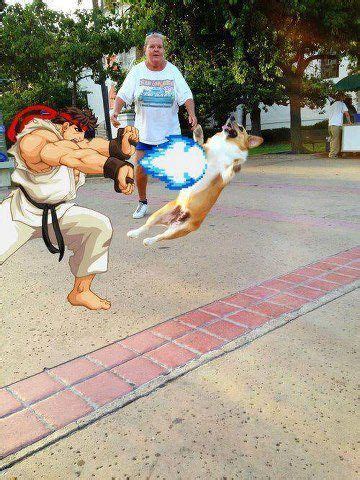 Prepare For The Hadouken Meme To Take Over The Internet | Street fighter, Corgi, Street fighter ...