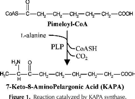 Biotin Metabolism Pathway | Semantic Scholar