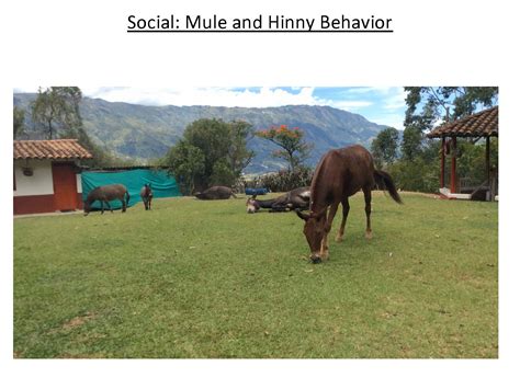 Mule Behavior: Differences with horses and donkeys — American Mule ...