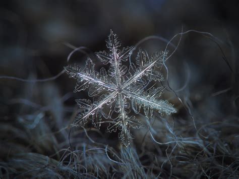 12 stunning snowflake photos you won’t believe were taken by an amateur ...