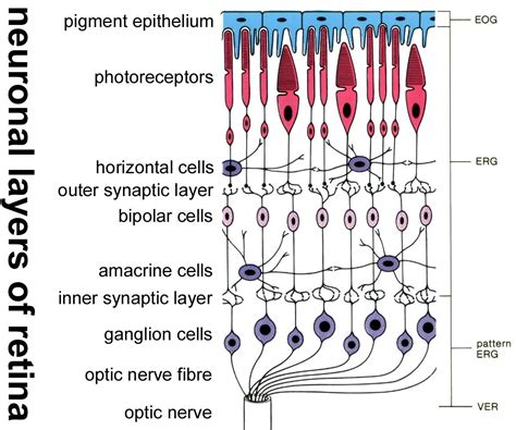 disorders of the eye | Nerve fiber, Optic nerve, Disorders