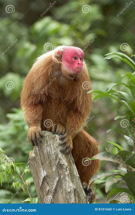 Red Uakari monkey stock photo. Image of rainforest, brazil - 8101660