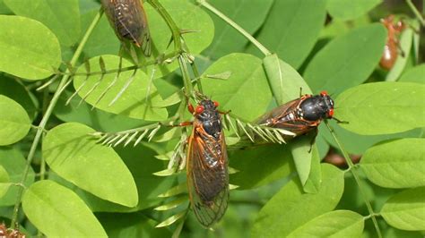 After 17 years underground, vast army of cicadas set to emerge