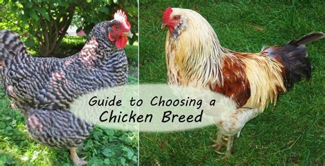 Chickens For The Backyard - The Backyard Gallery